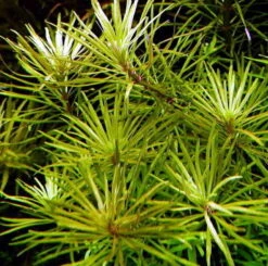 Quirlblättrige Sternpflanze / Pogostemon Stellatus (Eusteralis Stellata) Im Topf -Pflanzen Serien Rabatt T075BL 1 2