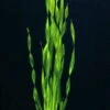Große Wasserschraube / Vallisneria Americana - Asiatica Im Topf -Pflanzen Serien Rabatt T087PP 1 1