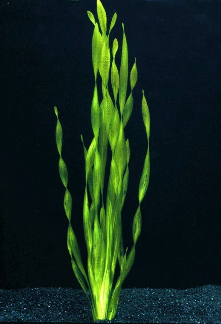 Große Wasserschraube / Vallisneria Americana - Asiatica Im Topf 3 Große Wasserschraube / Vallisneria Americana - Asiatica Im Topf