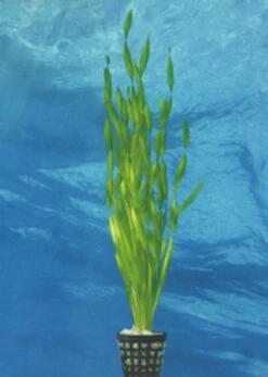 Große Wasserschraube / Vallisneria Americana - Asiatica Im Topf 5 Große Wasserschraube / Vallisneria Americana - Asiatica Im Topf -Pflanzen Serien Rabatt T087PP 1 2