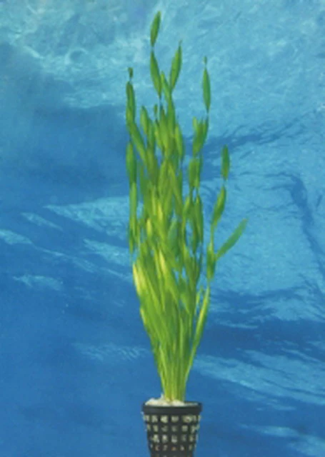 Große Wasserschraube / Vallisneria Americana - Asiatica Im Topf 4 Große Wasserschraube / Vallisneria Americana - Asiatica Im Topf – Bild 2