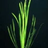 Glattblättrige Wasserschraube / Vallisneria Spiralis Im Topf 1 Glattblättrige Wasserschraube / Vallisneria Spiralis Im Topf -Pflanzen Serien Rabatt T088PP 1 1