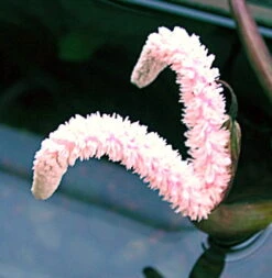 Große Genoppte Wasserähre / Aponogeton Boivinianus -Pflanzen Serien Rabatt T088 T 1 2