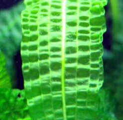 Große Genoppte Wasserähre / Aponogeton Boivinianus -Pflanzen Serien Rabatt T088 T 1 3