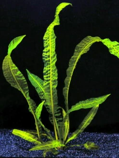 Große Genoppte Wasserähre / Aponogeton Boivinianus -Pflanzen Serien Rabatt T088 T 1 4