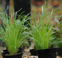 Helfers Zyperngras / Cyperus Helferi Im Topf -Pflanzen Serien Rabatt T092PP 1 3