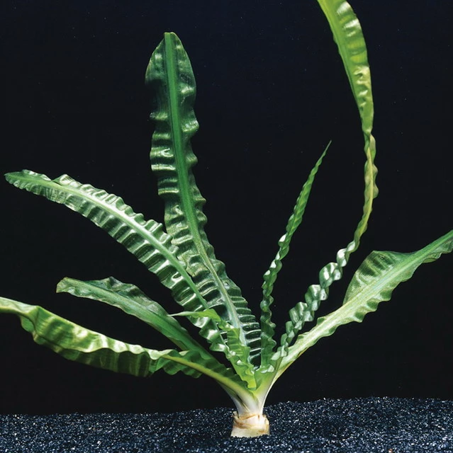 Flutende Hakenlilie / Crinum Natans (Crinum Aquatica) 3 Flutende Hakenlilie / Crinum Natans (Crinum Aquatica)
