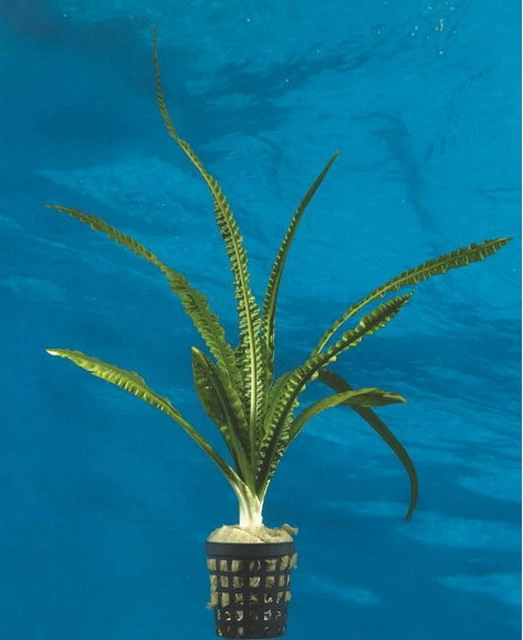 Flutende Hakenlilie / Crinum Natans (Crinum Aquatica) 4 Flutende Hakenlilie / Crinum Natans (Crinum Aquatica) – Bild 2