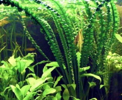 Flutende Hakenlilie / Crinum Natans (Crinum Aquatica) 7 Flutende Hakenlilie / Crinum Natans (Crinum Aquatica) -Pflanzen Serien Rabatt T094T 1 3