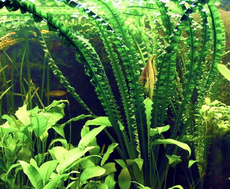 Flutende Hakenlilie / Crinum Natans (Crinum Aquatica) 5 Flutende Hakenlilie / Crinum Natans (Crinum Aquatica) – Bild 3