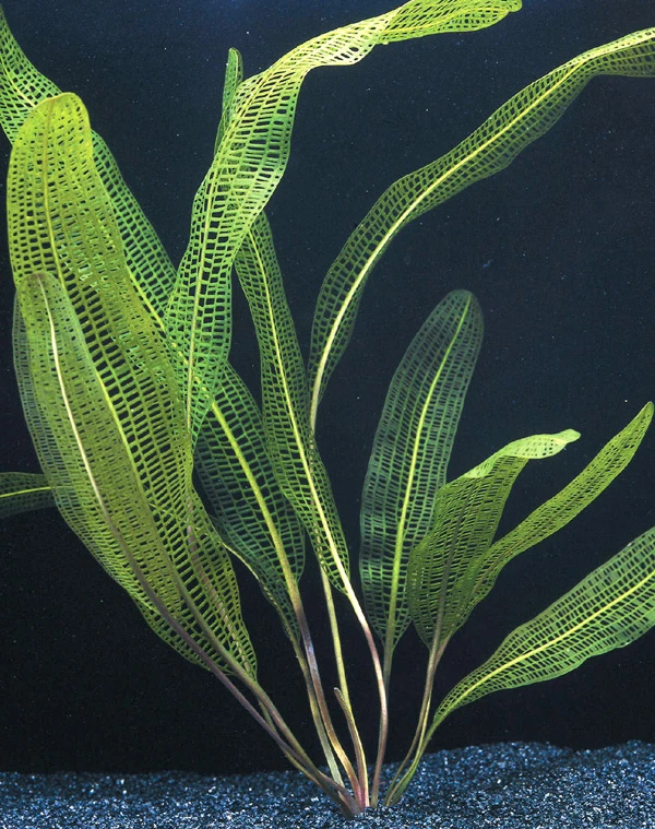 Madagaskar Gitterpflanze / Aponogeton Madagascariensis 3 Madagaskar Gitterpflanze / Aponogeton Madagascariensis