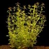 Schmalblättrige Ludwigie / Ludwigia Arcuata Im Topf -Pflanzen Serien Rabatt T101BL 1 1 1