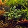 *NEU* Anubias Barteri Var. Nana "Kirin" -Pflanzen Serien Rabatt T101K T 1 1