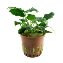 *NEU* Anubias Barteri Var. Nana "Kirin" 6 *NEU* Anubias Barteri Var. Nana "Kirin" -Pflanzen Serien Rabatt T101K T 1 2