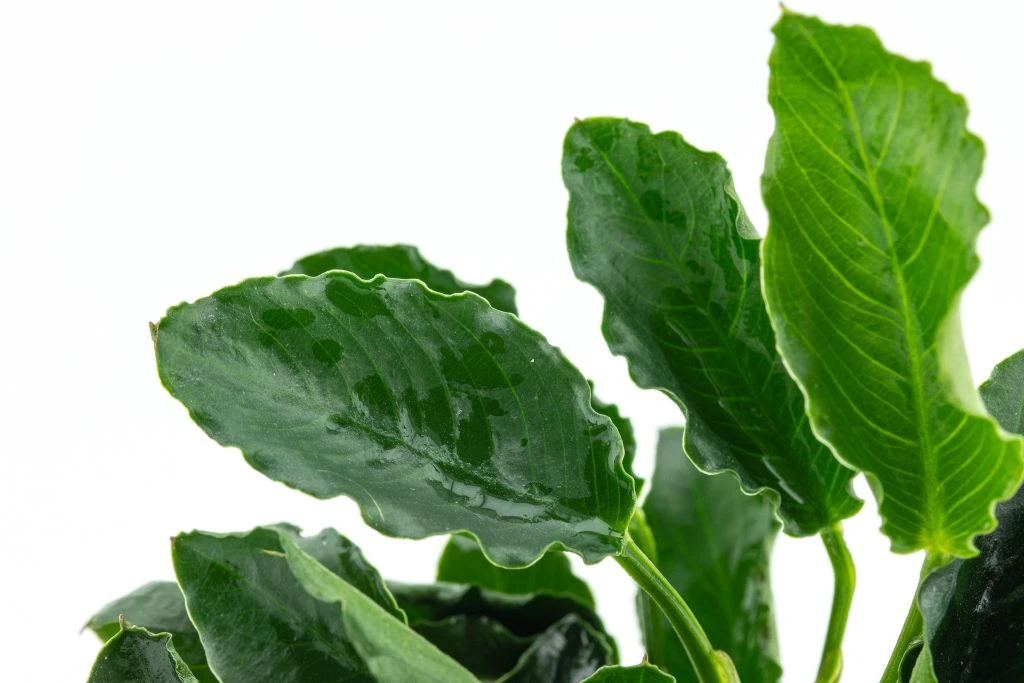 *NEU* Anubias Barteri Var. Nana "Kirin" 5 *NEU* Anubias Barteri Var. Nana "Kirin" – Bild 3