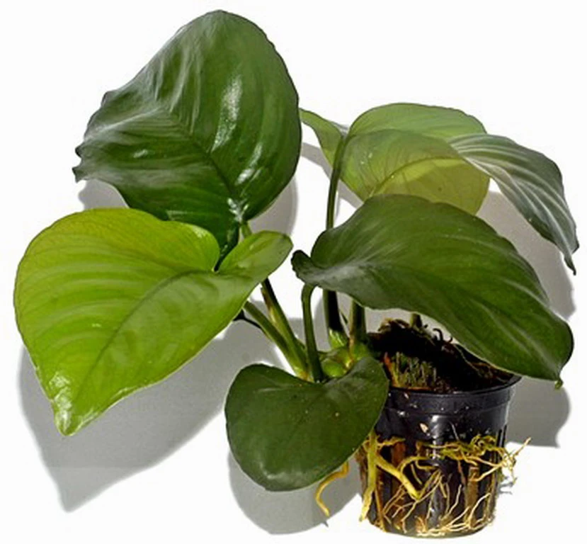 Anubias Barteri Var. Caladiifolia "1705" / Breitblättriges, Langstieliges Speerblatt 3 Anubias Barteri Var. Caladiifolia "1705" / Breitblättriges, Langstieliges Speerblatt