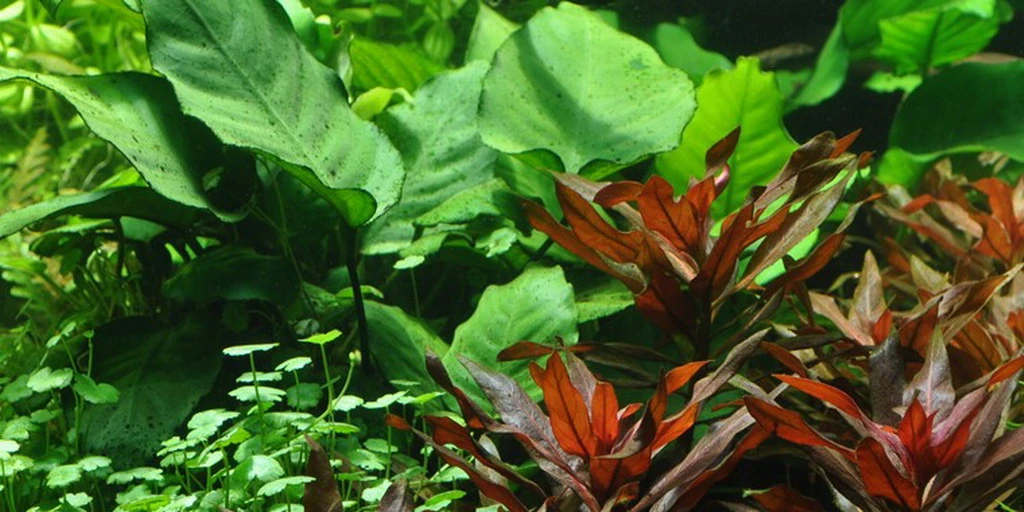 Anubias Barteri Var. Caladiifolia "1705" / Breitblättriges, Langstieliges Speerblatt 4 Anubias Barteri Var. Caladiifolia "1705" / Breitblättriges, Langstieliges Speerblatt – Bild 2