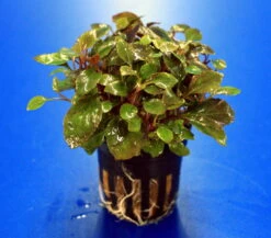 Zwerg-Kardinalslobelie / Lobelia Cardinalis Mini NEU! -Pflanzen Serien Rabatt T104DE 1 2