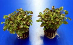 Zwerg-Kardinalslobelie / Lobelia Cardinalis Mini NEU! -Pflanzen Serien Rabatt T104DE 1 3