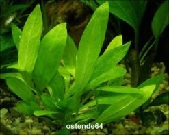 Breitblättrige Zwergamazonas / Echinodorus Quadricostatus - Magdalenensis Im Topf -Pflanzen Serien Rabatt T10502ST 1 2