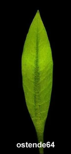 In-Vitro Breitblättrige Zwergamazonas / Echinodorus Quadricostatus - Magdalenensis -Pflanzen Serien Rabatt T10502ST 1 3 1