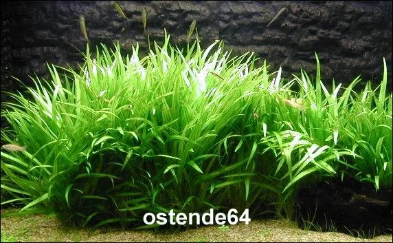 Grasartige Zwergschwertpflanze / Echinodorus Latifolius 3 Grasartige Zwergschwertpflanze / Echinodorus Latifolius