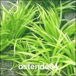 In-Vitro Grasartige Zwergschwertpflanze / Echinodorus Latifolius 5 In-Vitro Grasartige Zwergschwertpflanze / Echinodorus Latifolius -Pflanzen Serien Rabatt T10512ST 1 2 1