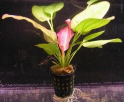 Echinodorus Oriental - Seltener Neuling -Pflanzen Serien Rabatt T10567ST 1 2