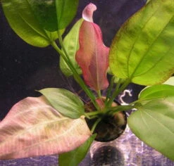 Echinodorus Oriental - Seltener Neuling -Pflanzen Serien Rabatt T10567ST 1 3