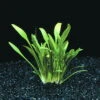 In-Vitro Zwerg-Wasserkelch / Cryptocoryne Parva