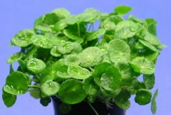 Amerikanischer Wassernabel / Hydrocotyle Verticillata -Pflanzen Serien Rabatt T10742ST 1 2