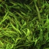 Willi's Wasserkelch / Cryptocoryne X Willisii "nevillii" -Pflanzen Serien Rabatt T107 T 1 2
