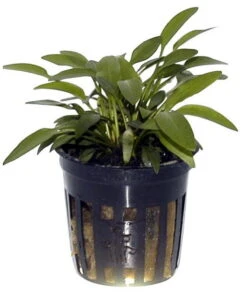 Willi's Wasserkelch / Cryptocoryne X Willisii "nevillii" -Pflanzen Serien Rabatt T107 T 1 4