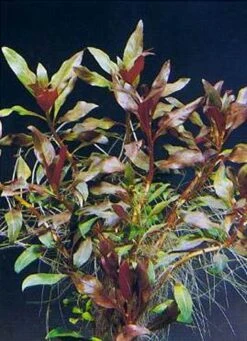 Rote Stern-Ludwigie / Ludwigia Glandulosa Peruensis Im Topf