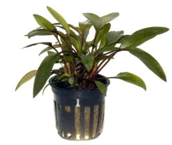 Petchs Wasserkelch / Cryptocoryne Beckettii ''petchii'' -Pflanzen Serien Rabatt T108A T 1 4