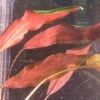 Herzblättriger Wasserkelch / Cryptocoryne Cordata Blassii *RARITÄT* 2 Herzblättriger Wasserkelch / Cryptocoryne Cordata Blassii *RARITÄT* -Pflanzen Serien Rabatt T108WA 1 1