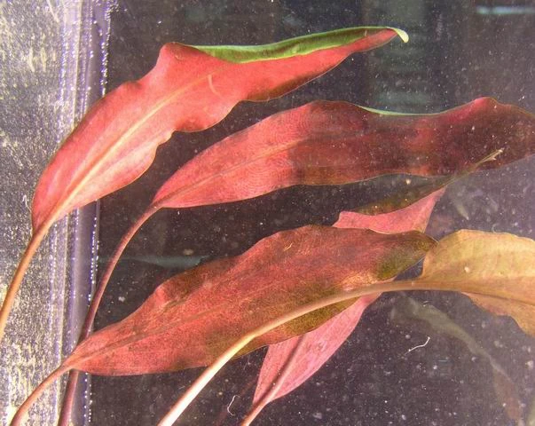 Herzblättriger Wasserkelch / Cryptocoryne Cordata Blassii *RARITÄT* 3 Herzblättriger Wasserkelch / Cryptocoryne Cordata Blassii *RARITÄT*
