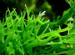 Javafarn WINDELOV / Microsorum Pteropus Windelov - Topf -Pflanzen Serien Rabatt T10964ST 1 2 2