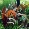 Grosser, Brauner Wasserkelch MiOya / Cryptocoryne Wendtii 'Mi Oya' -Pflanzen Serien Rabatt T109D T 1 1