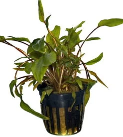 Grosser, Brauner Wasserkelch MiOya / Cryptocoryne Wendtii 'Mi Oya' -Pflanzen Serien Rabatt T109D T 1 2