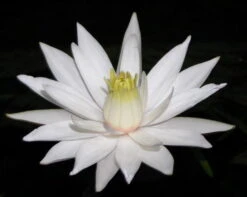 Roter Tigerlotus / Nymphaea Lotus Rubra Im Topf 6 Roter Tigerlotus / Nymphaea Lotus Rubra Im Topf -Pflanzen Serien Rabatt T11042ST 1 2