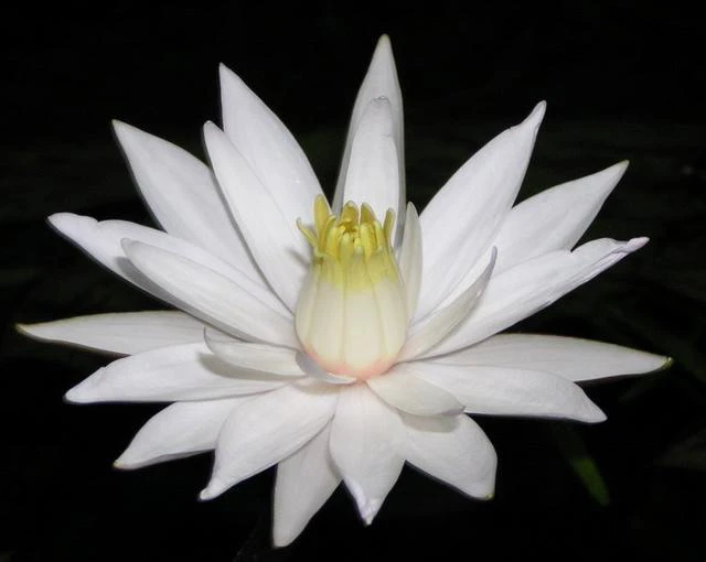 Roter Tigerlotus / Nymphaea Lotus Rubra Im Topf 4 Roter Tigerlotus / Nymphaea Lotus Rubra Im Topf – Bild 2