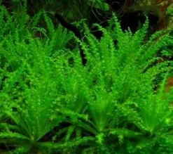 Kleiner Stern 'Daonoi' - Sternkraut / Pogostemon Helferi -Pflanzen Serien Rabatt T11080ST 1 2