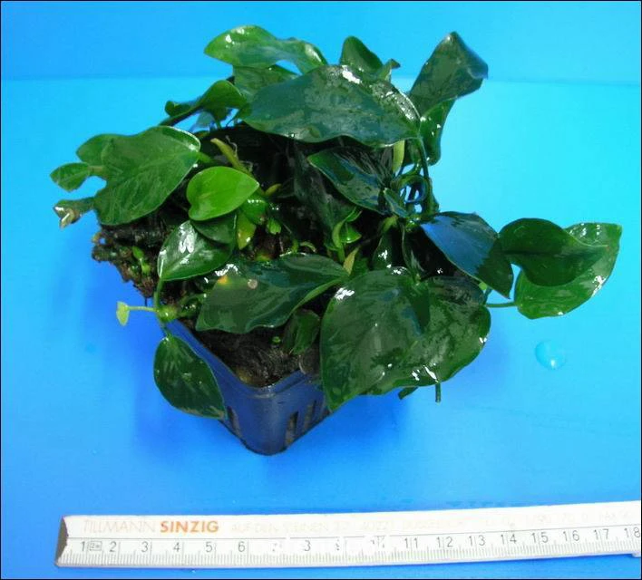 MUTTERPFLANZE Zwergspeerblatt / Anubias Barteri Var. Nana 3 MUTTERPFLANZE Zwergspeerblatt / Anubias Barteri Var. Nana