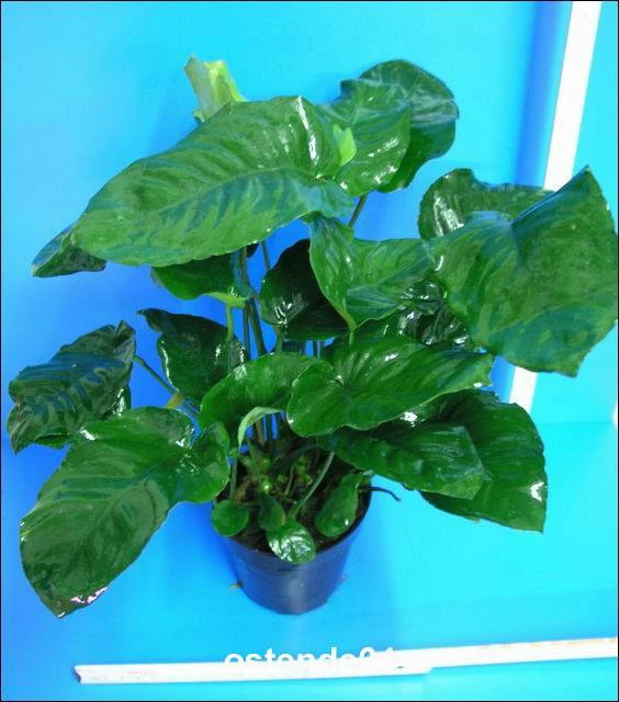 MUTTERPFLANZE Breitblättriges Speerblatt / Anubias Barteri Var. Barteri 3 MUTTERPFLANZE Breitblättriges Speerblatt / Anubias Barteri Var. Barteri