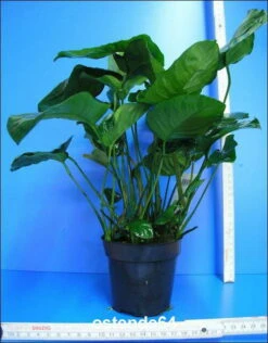 MUTTERPFLANZE Breitblättriges Speerblatt / Anubias Barteri Var. Barteri 6 MUTTERPFLANZE Breitblättriges Speerblatt / Anubias Barteri Var. Barteri -Pflanzen Serien Rabatt T11801ST 1 2