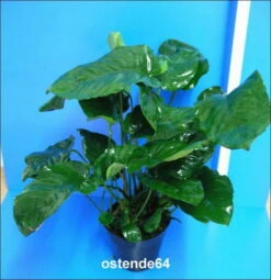 MUTTERPFLANZE Breitblättriges Speerblatt / Anubias Barteri Var. Barteri 7 MUTTERPFLANZE Breitblättriges Speerblatt / Anubias Barteri Var. Barteri -Pflanzen Serien Rabatt T11801ST 1 3