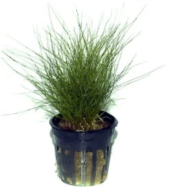 Zwerg-Nadelsimse / Eleocharis Parvulus - Pusilla Im Topf -Pflanzen Serien Rabatt T132C T 1 2