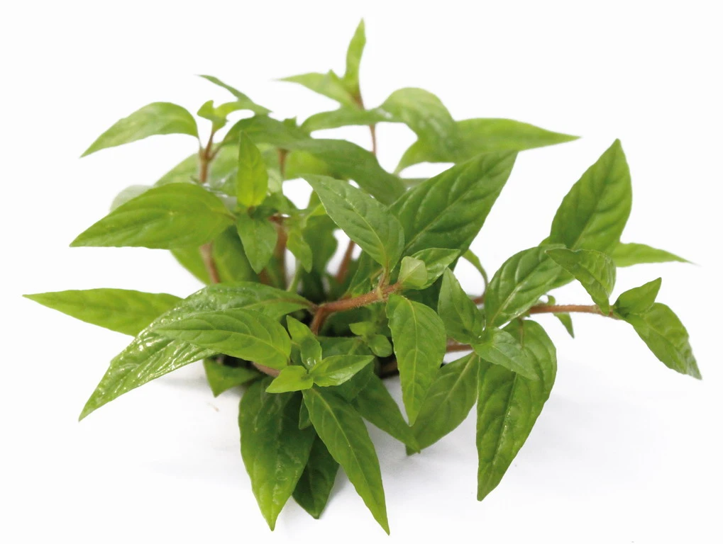 *** NEUHEIT *** Staurogyne Spec. 'Porto Velho' 3 *** NEUHEIT *** Staurogyne Spec. 'Porto Velho'