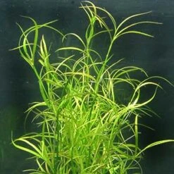 Kriechende Binse / Juncus Repens Im Topf -Pflanzen Serien Rabatt T133T 1 2